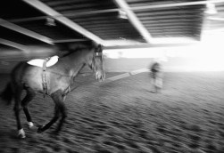 Dr. Kuno von Plocki - Sportpferdemedizin in Worms